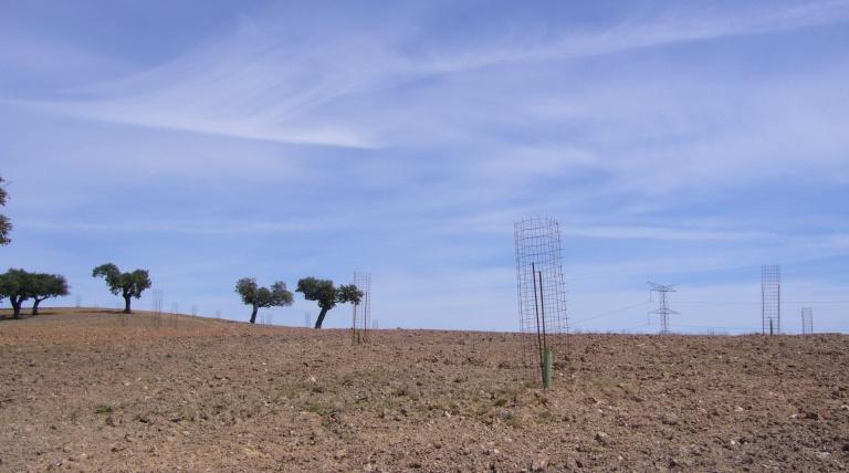 Protectores metálicos que preservan las nuevas plantaciones de posibles impactos del ganado.