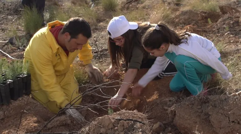 Plantación de pinos en el bosque de Hellín (Albacete).
