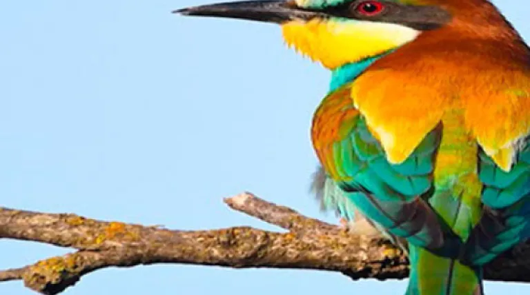 Especial Avifauna