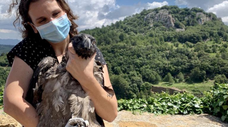 Castellón da la bienvenida a dos nuevos polluelos de quebrantahuesos