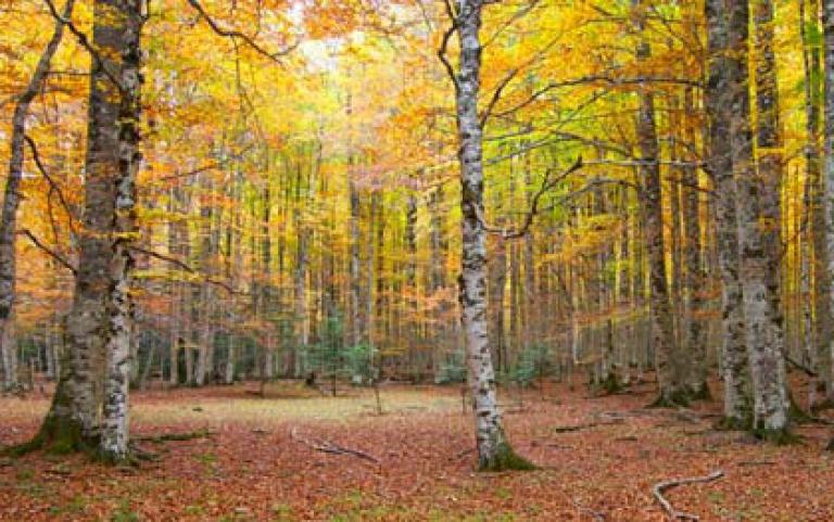 Foto de un bosque en otoño