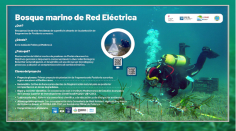 Infografía sobre el Bosque marino de Red Eléctrica 