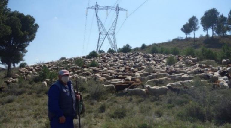 Pastor con sus ovejas en el monte, debajo de un tendido eléctrico 