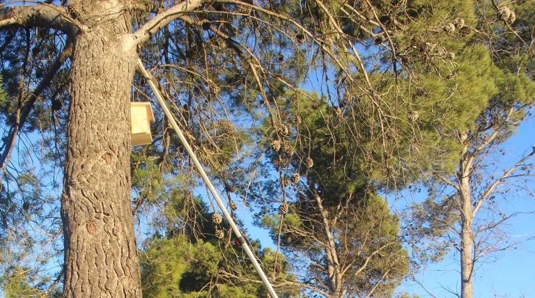 Bosque de Altura (Castellón).