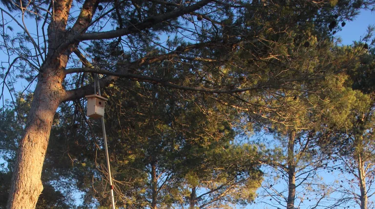 Bosque de Altura (Castellón).