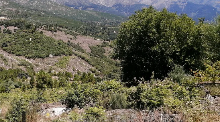 Bosque de Cuevas del Valle (Ávila).