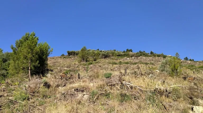 Bosque de Cuevas del Valle (Ávila).