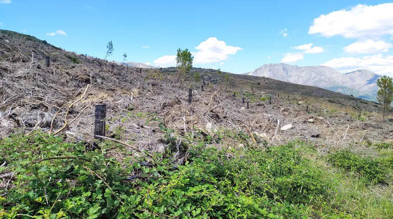 Bosque de Mombeltrán (Ávila).