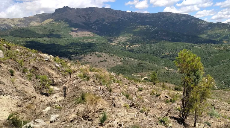 Bosque de Mombeltrán (Ávila).