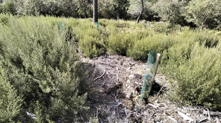 Bosque de Gramalleira (Lugo).