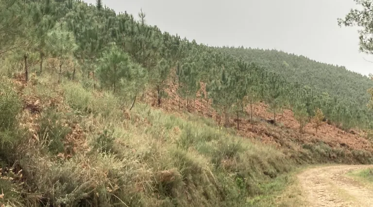  Bosque de Lourenza (Pontevedra).