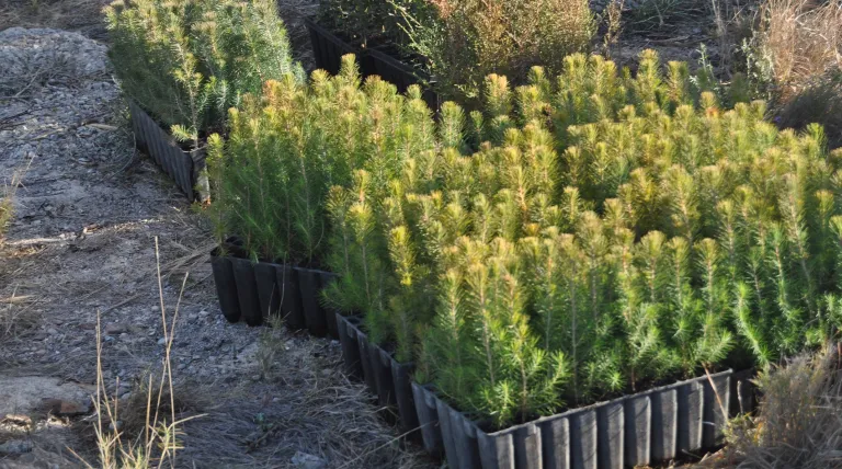 Sierra Calderona (C. Valenciana).