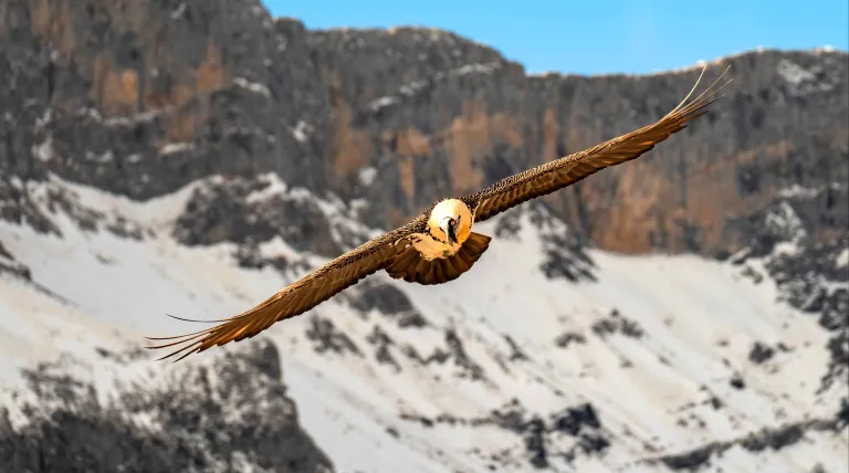 Un ave majestuosa con sus alas desplegadas sobrevolando montañas
