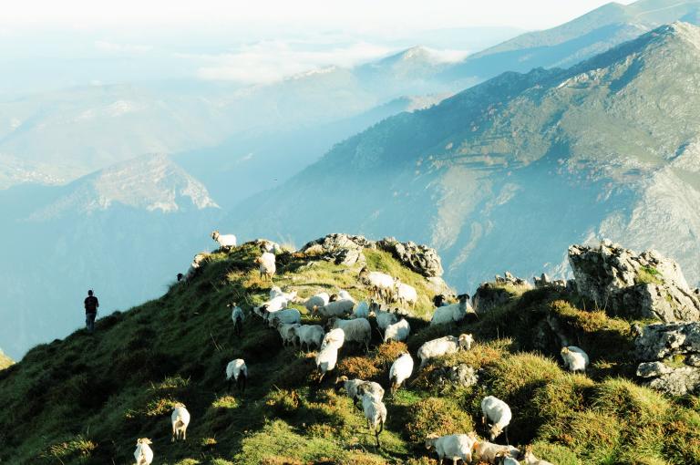 El ganado extensivo y el quebrantahuesos, aliados de la biodiversidad en Picos de Europa