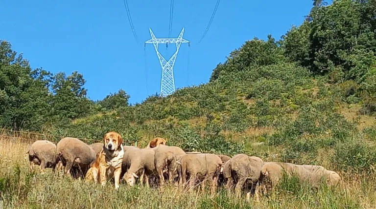 Rebaño de ovejas y perro mastín pastoreando bajo una línea de Red Eléctrica en Cistierna (León)