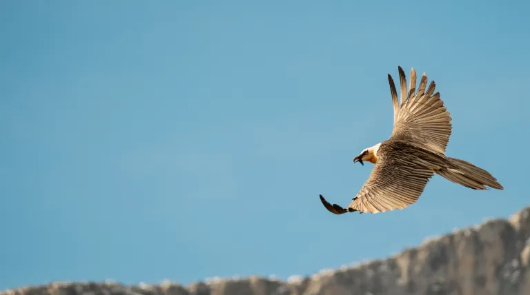 Quebrantahuesos volando en Picos de Europa