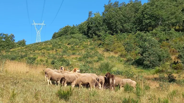 Rebaño de ovejas y perro mastín pastoreando bajo una línea de Red Eléctrica en Cistierna (León)