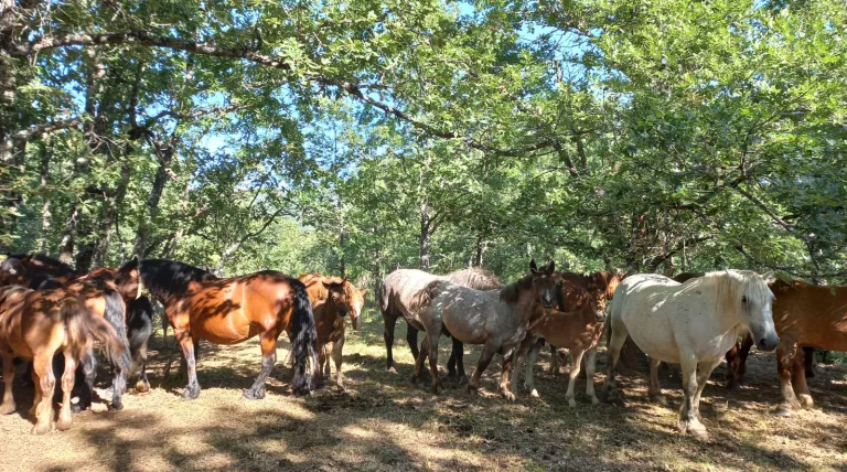 Caballos pastando en la zona de Rabanal de Fenar, en La Robla (León).