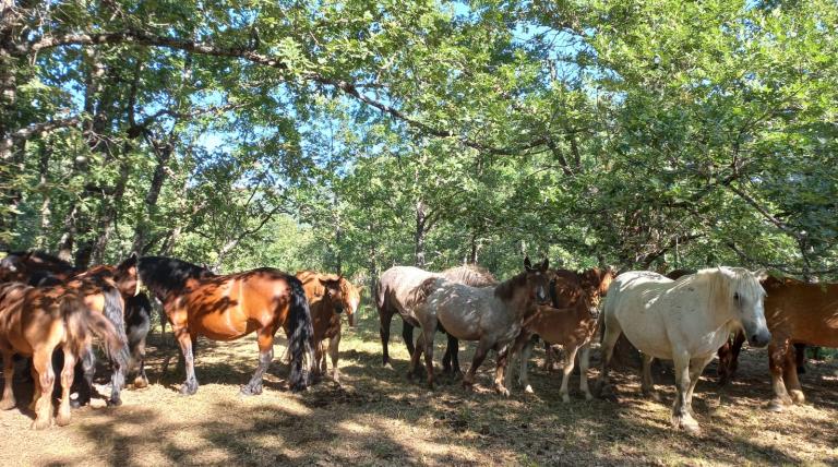 Caballos pastando en la zona de Rabanal de Fenar, en La Robla (León).