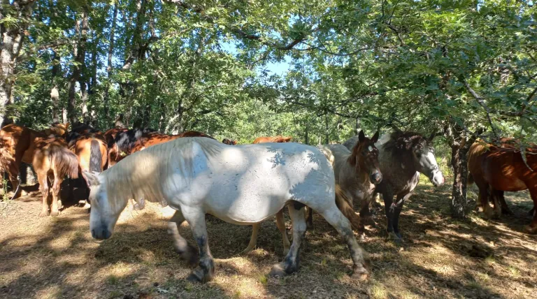 Las yeguas y los caballos pastando proporcionan servicios ecosistémicos