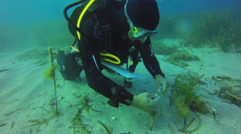 Buceador toma datos científicos de posidonia restaurada en la Bahía de Pollença (Mallorca)