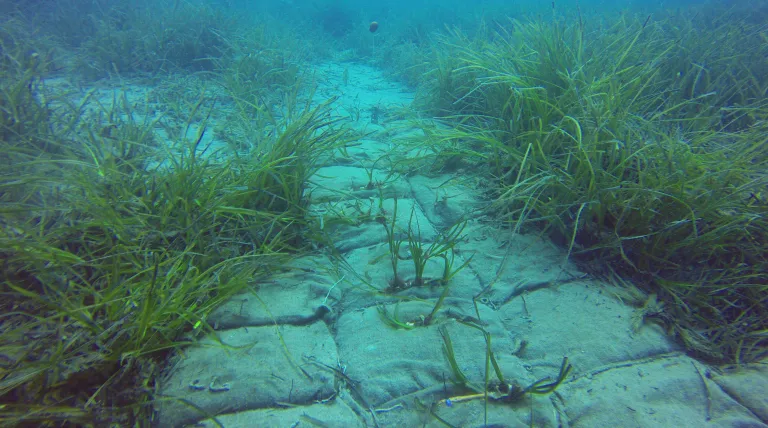 Nuestra plantación de Posidonia Oceanica en Mallorca