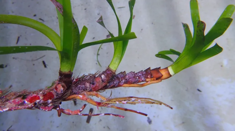 Así es la posidonia oceánica