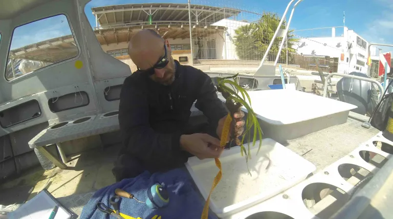 Técnicos del proyecto preparando las plantas antes de su inserción en la Bahía de Pollença.