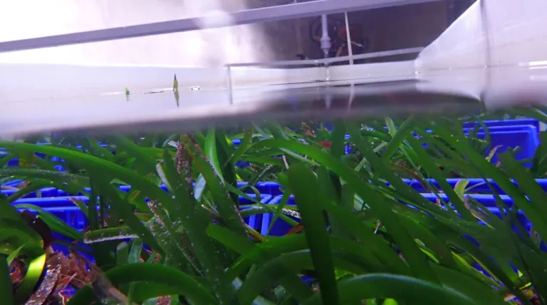 Vivero de plantas de posidonia antes de su plantación