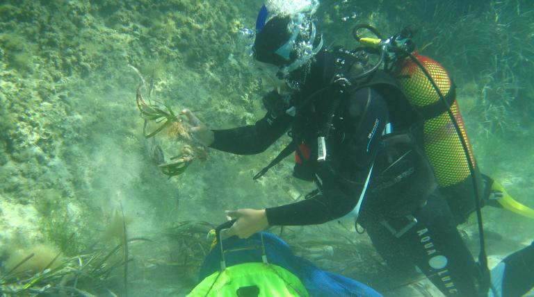 Biólogo del proyecto recolecta fragmentos de posidonia para su futura restauración
