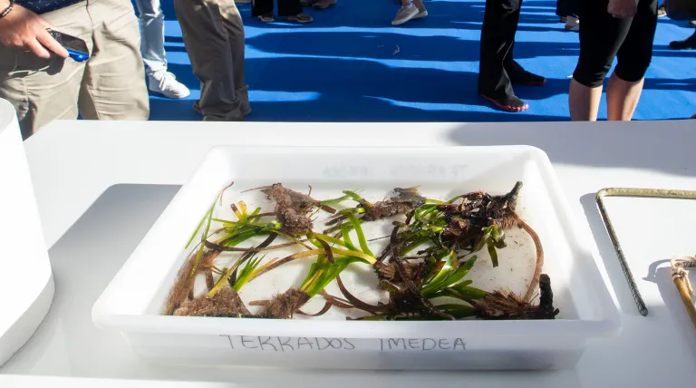 Muestra de mata de posidonia oceánica
