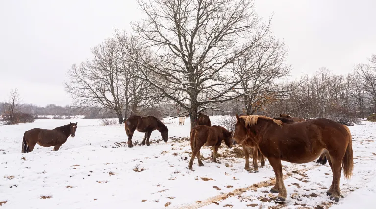 Horses near the grid in Rabanal de Fenar