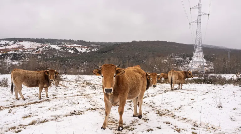 Luis Manuel Rodríguez' cows, in Llanos de Alcedo