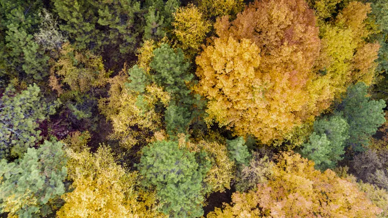 Vista aérea de árboles en un bosque
