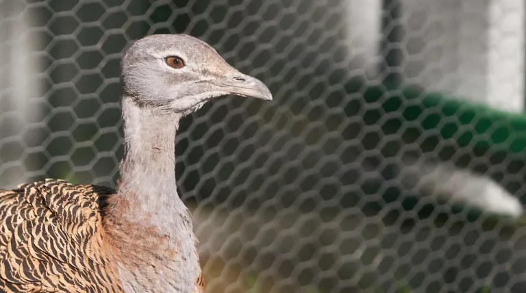 Avutarda en el recinto de aves esteparias de GREFA. Foto: Pablo Toledo/GREFA.