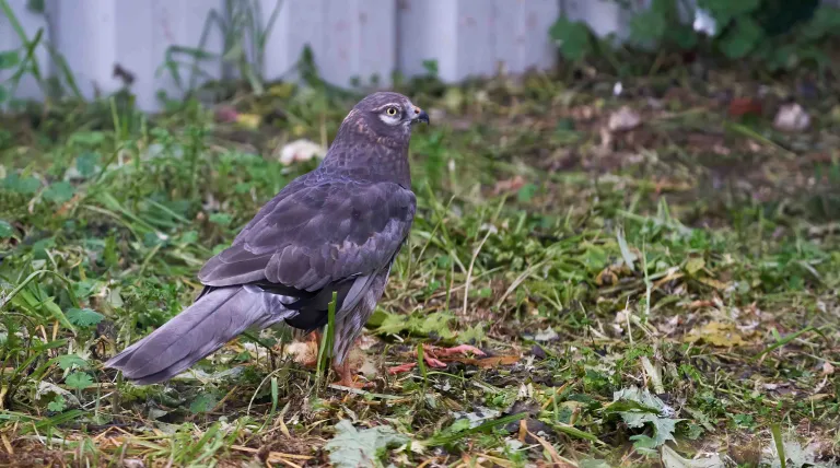 Aguilucho cenizo en el recinto de aves esteparias de GREFA. Foto: Pablo Toledo/GREFA.