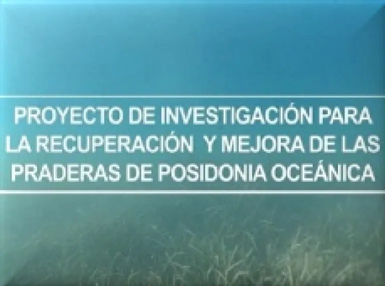 Ir al video
