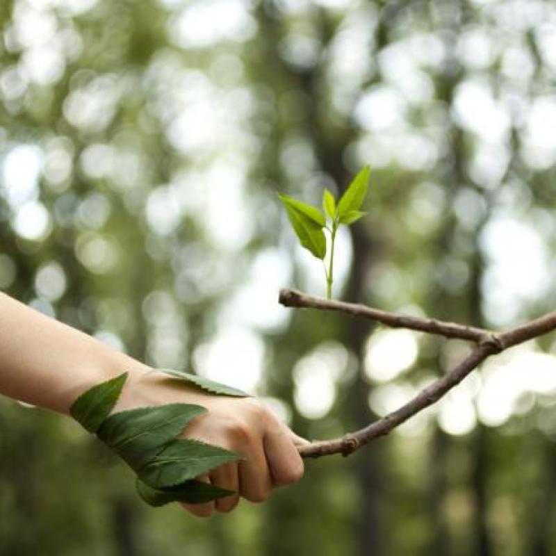 Mano planta