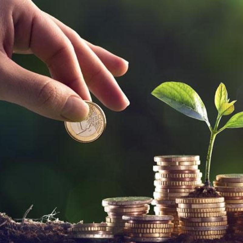 monedas y planta