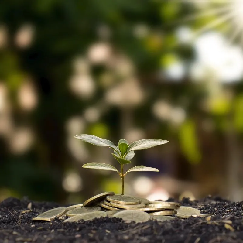 planta tierra monedas