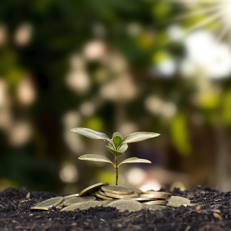planta tierra monedas