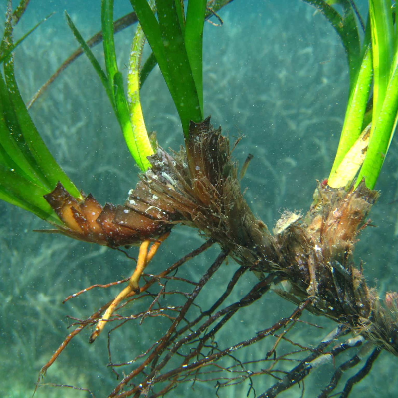 Habitat Restoration