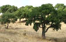 Protección masa arbolada Bosque