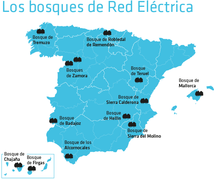 Red Eléctrica Forest