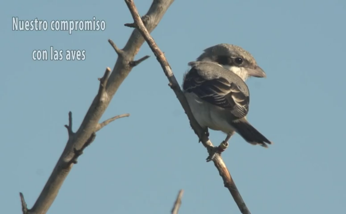 Compromiso con las aves Compromiso con las aves