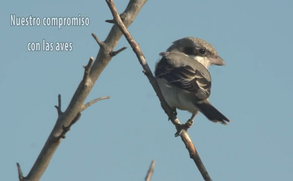 Our commitment to birds